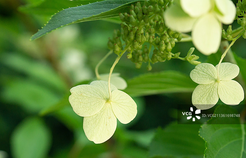白色绣球花，植物上绿叶的特写图片素材