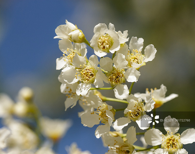 樱花白枝特写图像图片素材
