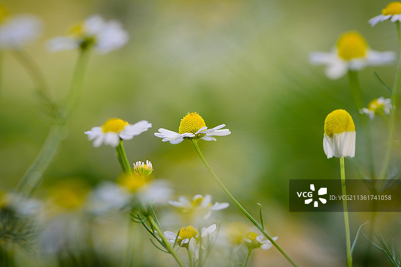 关注的中心，在田野上黄色开花植物的特写，希腊图片素材