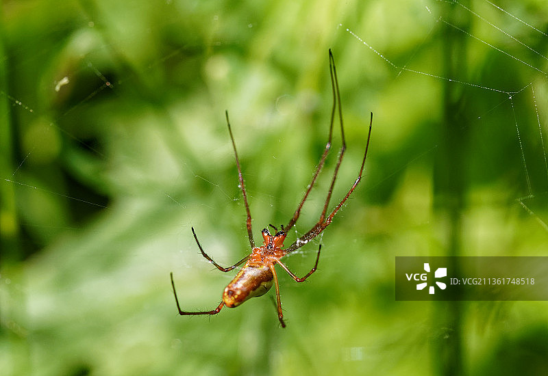 蜘蛛网上的蜘蛛，波兰图片素材