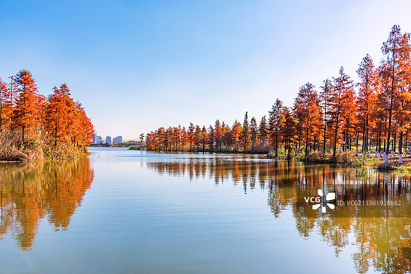 中国江苏苏州城市公园虎丘湿地秋天红色水杉林景观风光图片素材