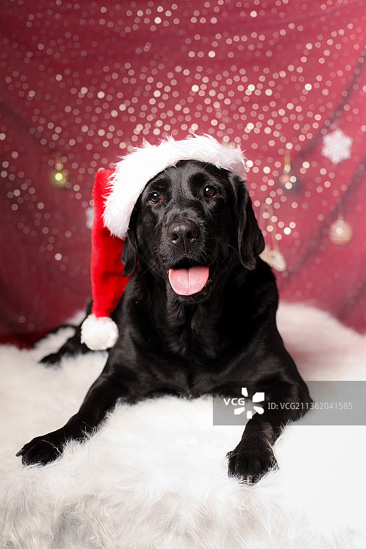 黑色拉布拉多犬的圣诞节肖像照图片素材