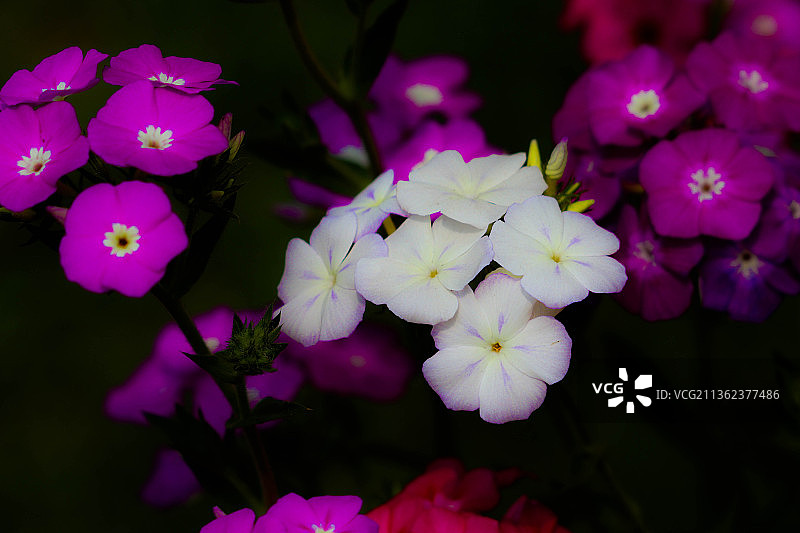 粉红白色，公园里粉红色开花植物的特写图片素材