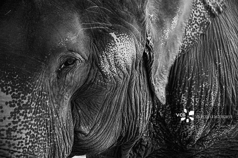 大象，印度非洲亚洲象的特写图片素材