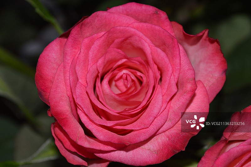 粉红玫瑰，粉红玫瑰的特写，格拉茨，奥地利图片素材