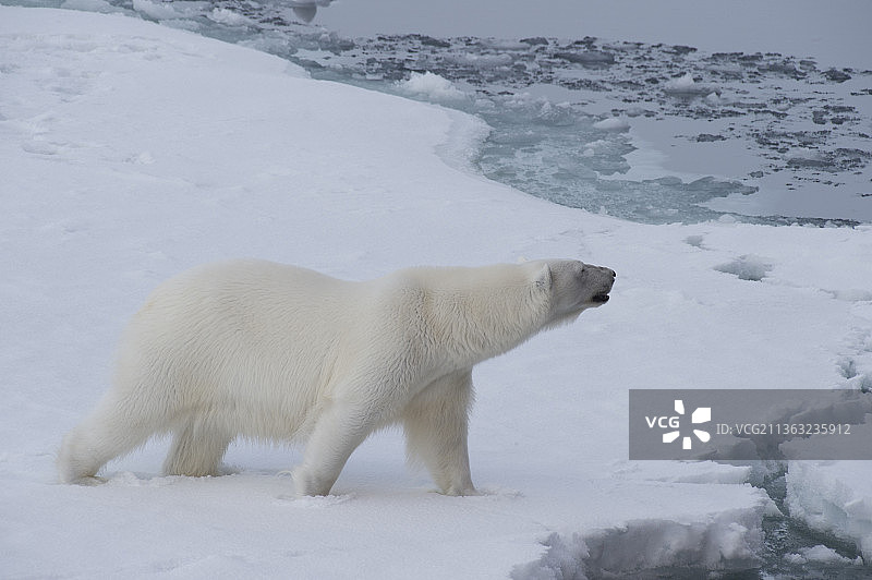 漂流冰面上的大北极熊图片素材