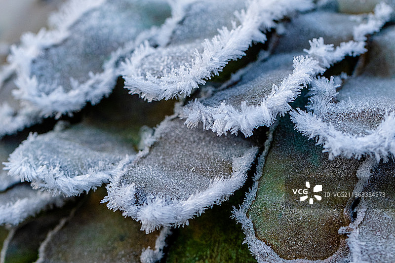 冰冻花玫瑰叶，冬季冰冻植物特写图片素材