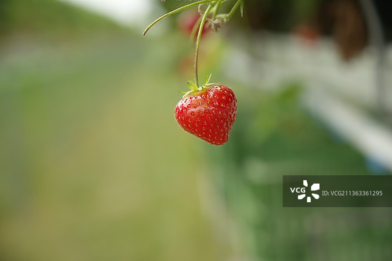 德国埃森市，草莓生长的特写图片素材