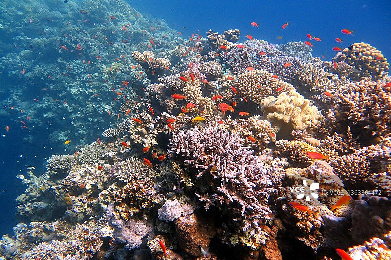 红海硬珊瑚，海中珊瑚的特写图片素材