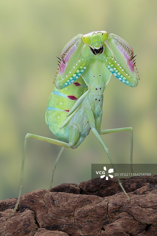 马来西亚，木材上昆虫的特写镜头图片素材