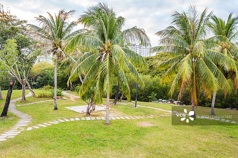 白鹭公园椰子树图片素材