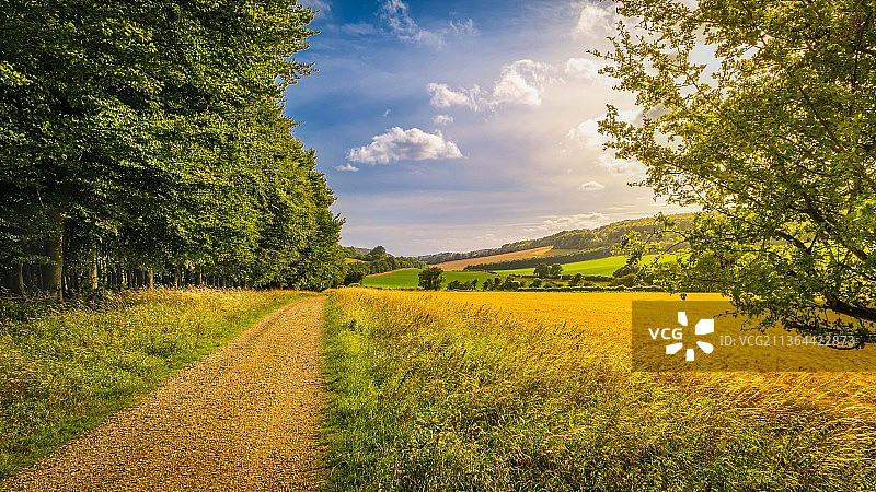 西苏塞克斯郡的乡间漫步，天空映衬的风景，斯托顿，奇切斯特，英国，英国图片素材