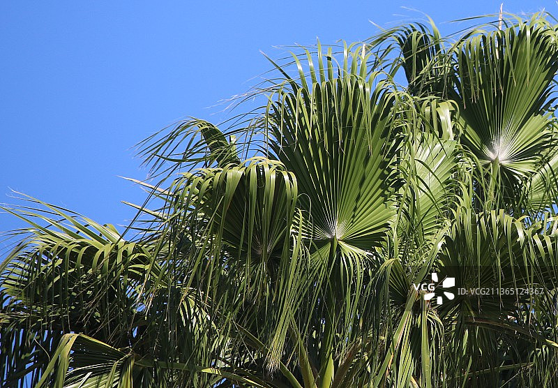 低角度看棕榈树对清澈的蓝天，斯科茨代尔，亚利桑那州，美国，美国图片素材