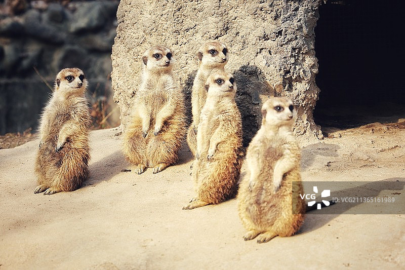猫鼬～拍摄于上海野生动物园图片素材