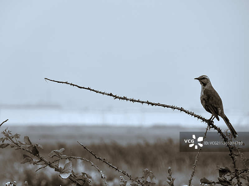 智利，卡莱塔伦加，一只鸣叫的知更鸟栖息在光秃秃的树上图片素材