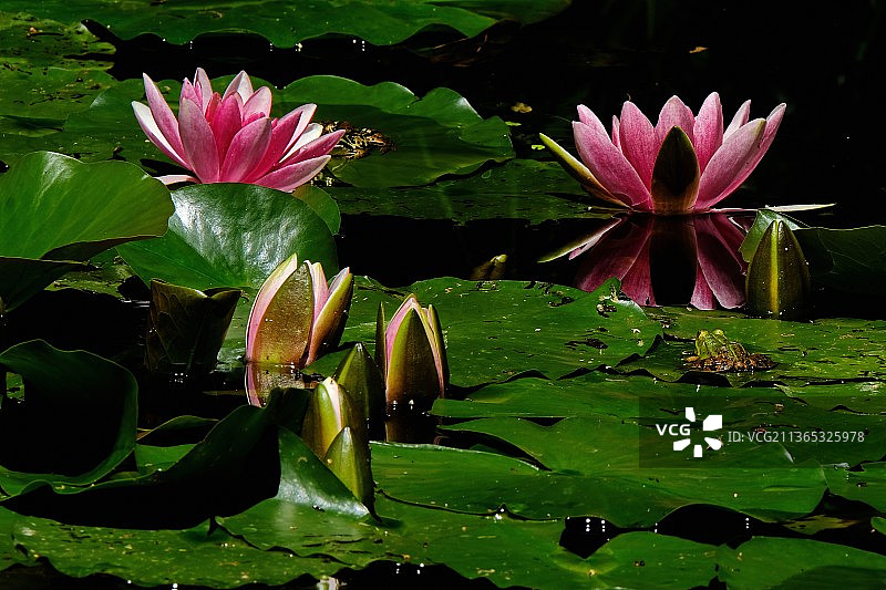 Seleger沼泽，瑞士湖上粉红色睡莲的特写图片素材