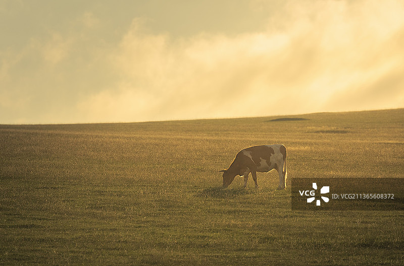 黄昏时草原上的牛，牛，奶牛，畜牧业，日落，夕阳，温暖，草原，天空，觅食，草场，动物，优美图片素材
