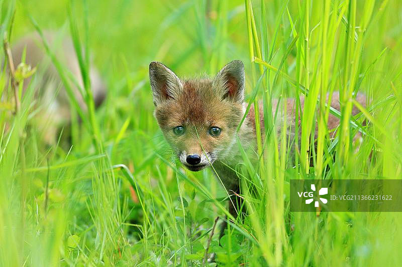 德国，欧洲，巴登-符腾堡，上多瑙河自然公园，希格马林根县，克劳钦维斯，站在草地上的小赤狐(Vulpes Vulpes)图片素材
