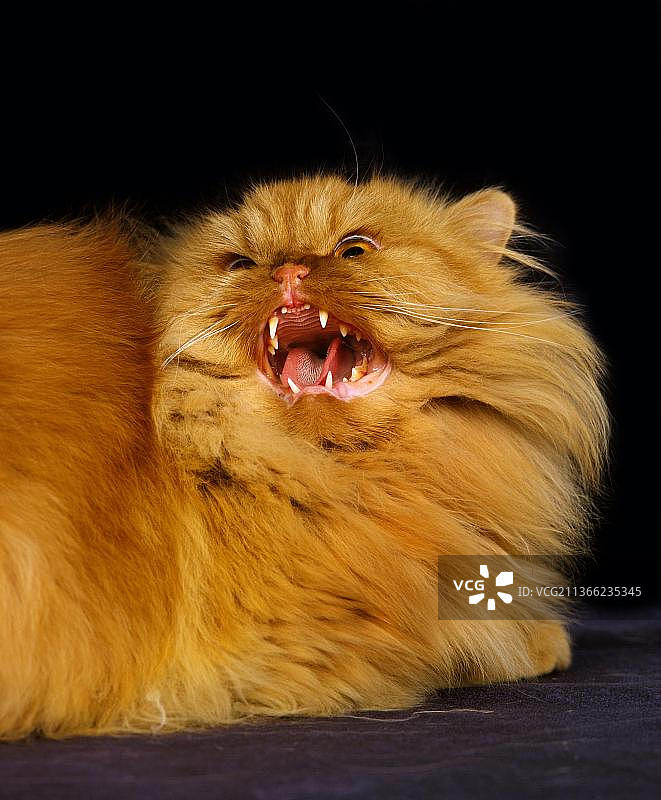 红色波斯猫，成年，咆哮图片素材