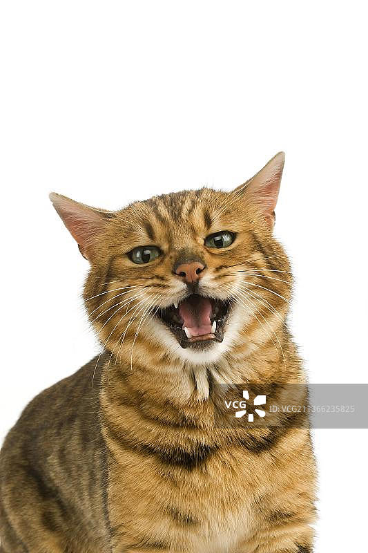 棕色斑点虎斑孟加拉家猫，成人咆哮肖像在白色背景图片素材
