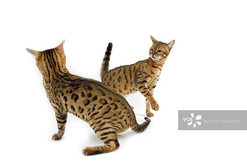 棕色斑点虎斑孟加拉家猫，成年猫在白色背景下保持防卫姿势图片素材