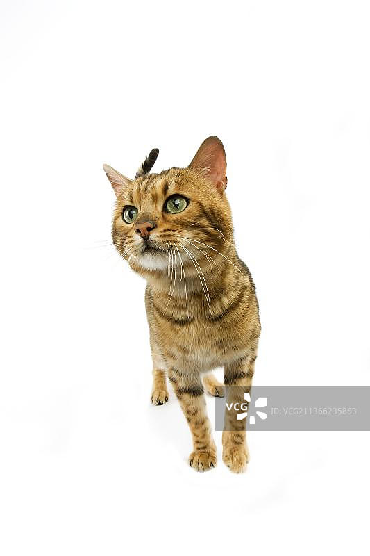 棕色斑点虎斑孟加拉家猫，白底成猫图片素材