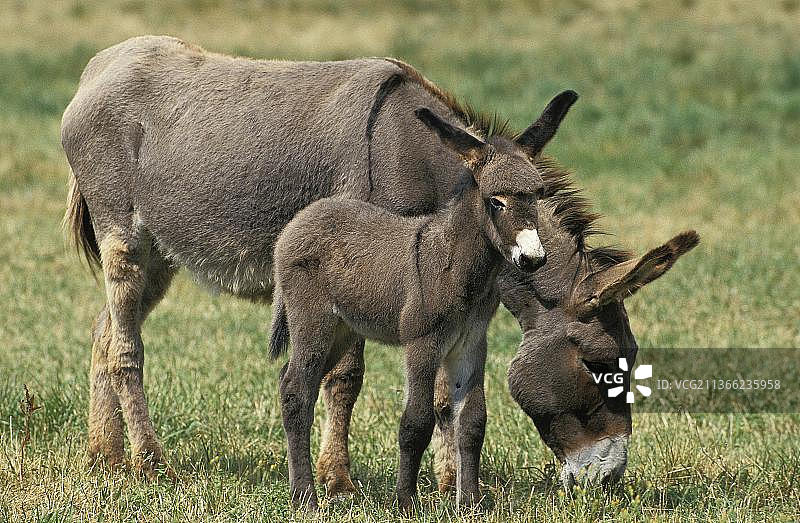 灰色的家驴，母驴驹站在草地上图片素材