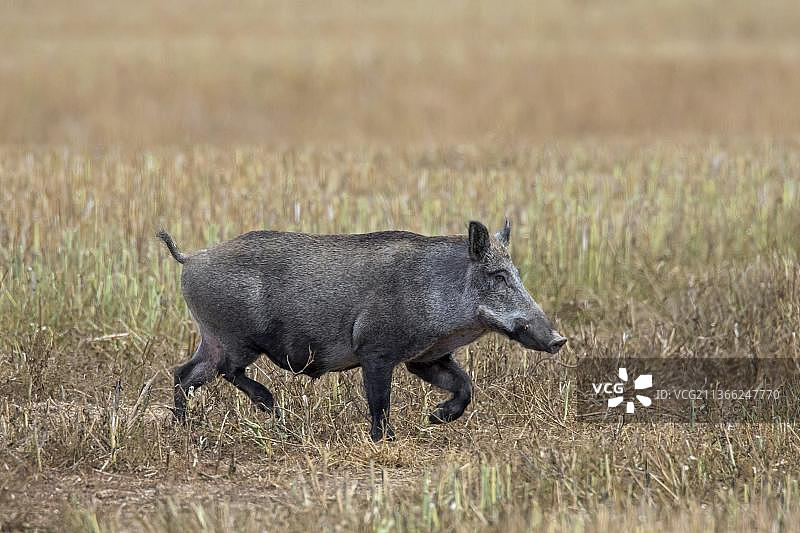孤独的野猪(Sus scrofa)穿过农田的茬田图片素材