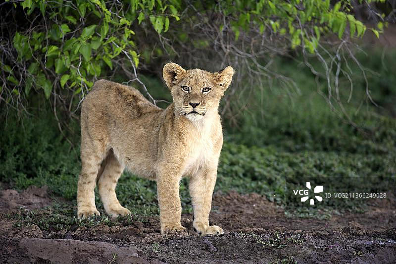 狮子(Panthera leo)，四个月大的警觉，茨瓦鲁野生动物保护区，卡拉哈里，南非，非洲图片素材