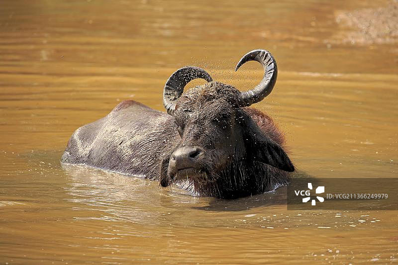 水牛，成年水牛，在水里洗澡，邦达拉国家公园(Bubalis Bubalis)，斯里兰卡，亚洲图片素材