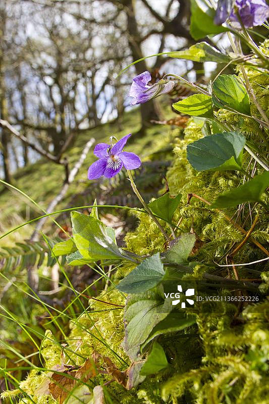 木紫(紫堇属)开花，生长在橡树林地(栎属)，波伊斯，威尔士，英国，欧洲图片素材