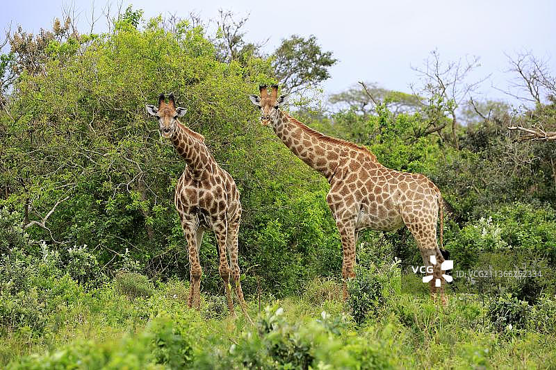 南部长颈鹿(美洲豹长颈鹿)，两个小成体，圣卢西亚河口，Isimangaliso湿地公园，夸祖鲁纳塔尔省，南非，非洲图片素材