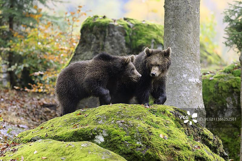 欧亚棕熊(Ursus arctos arctos)，秋季幼熊，巴伐利亚森林国家公园，德国，欧洲图片素材