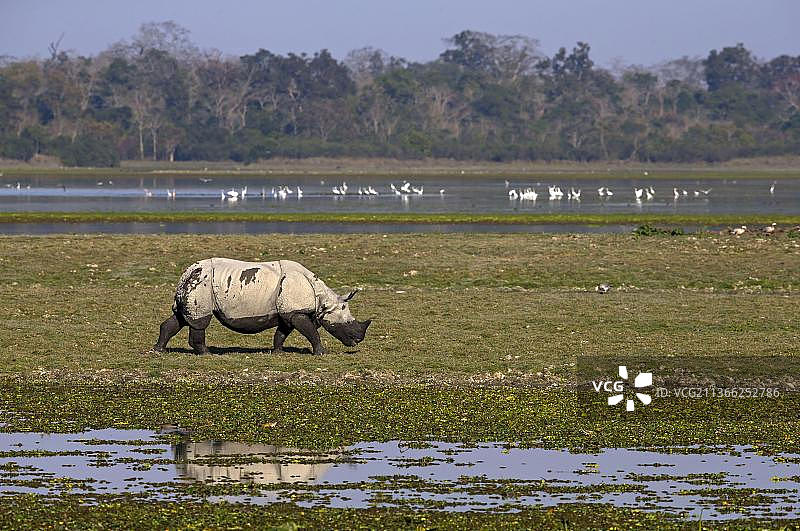 印度犀牛(独角犀牛)的成年，行走在湿地栖息地，卡兹兰加国家公园，阿萨姆邦，印度，亚洲图片素材
