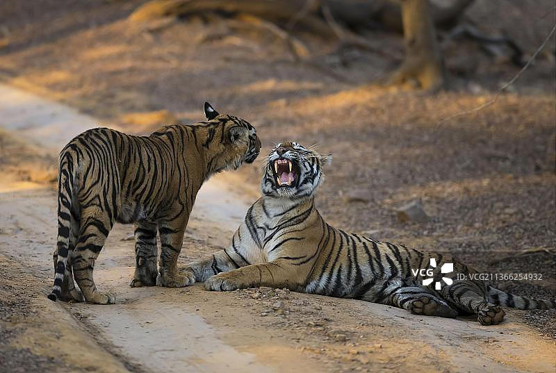 孟加拉虎(Panthera tigris tigris)，皇家孟加拉虎，老虎，捕食者，哺乳动物，动物，印度成年雌虎对着幼崽咆哮，休息在轨道上，拉贾斯坦邦，印度，亚洲图片素材