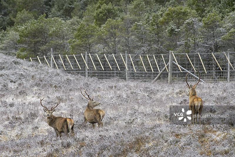马鹿(马鹿)。Glen Affric, 2016年2月。将马鹿隔离在再生林地之外图片素材