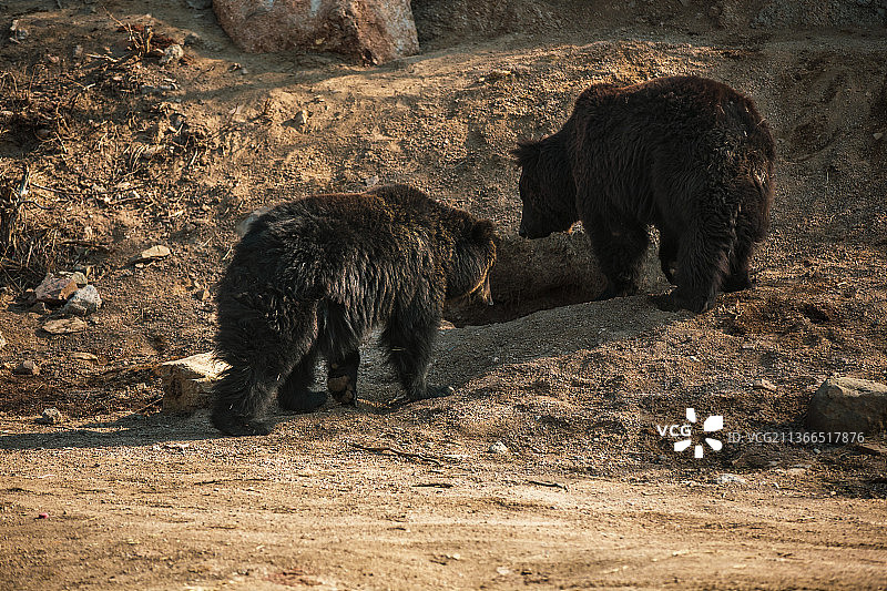 野生动物园里的黑熊图片素材