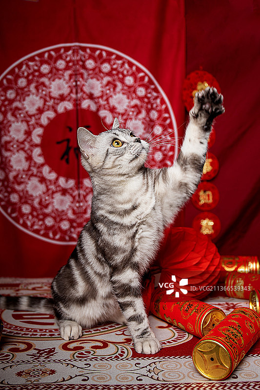 美短猫的圣诞肖像照图片素材