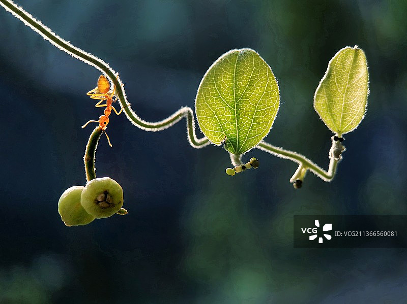 蚂蚁搬家昆虫生存生态图片素材