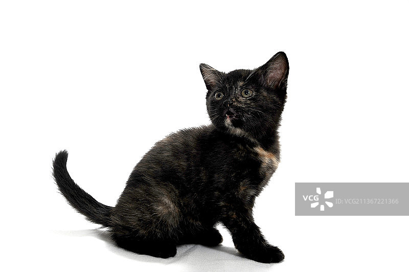 一只黑点的纯种小猫坐在一个白色的孤立的背景上图片素材