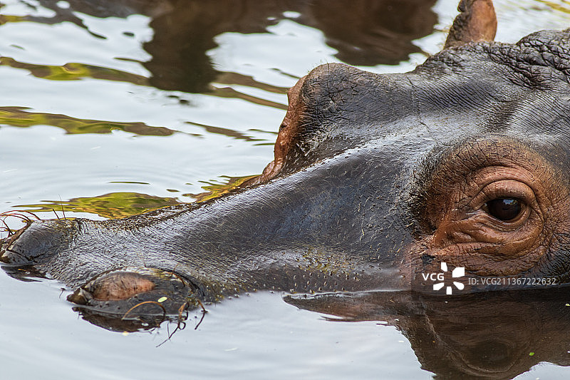 河马，海龟在湖里游泳的特写镜头图片素材