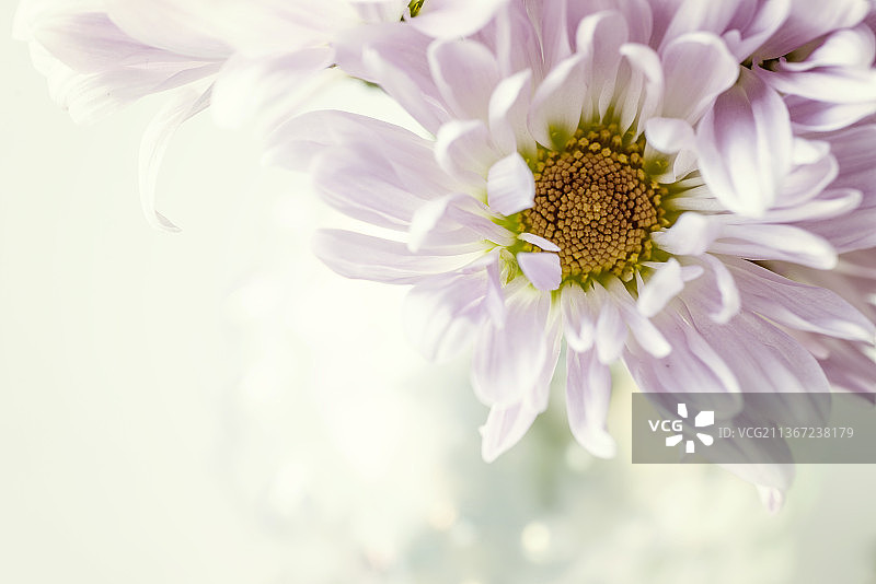 紫色粉红色雏菊花，白色雏菊花的特写镜头图片素材