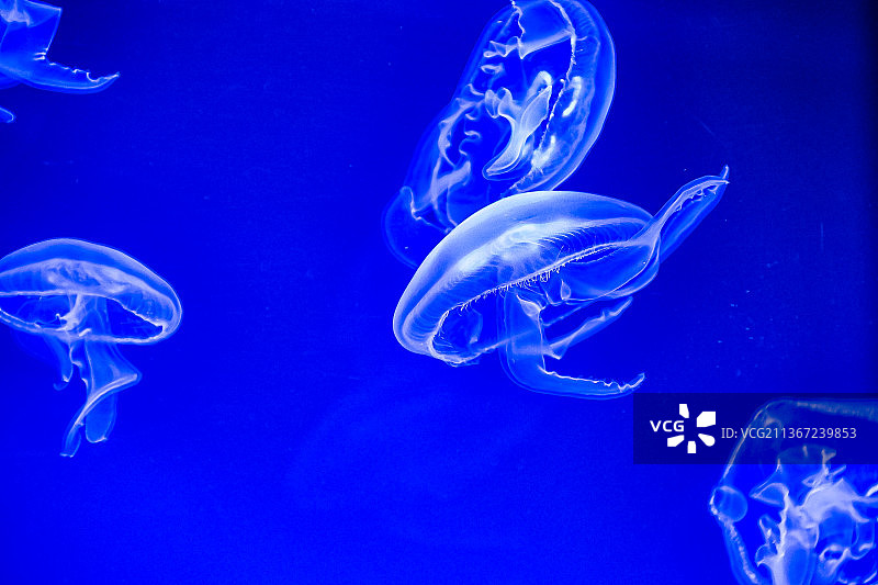 墨西哥哈利斯科，瓜达拉哈拉，水母在海中游泳的特写镜头图片素材