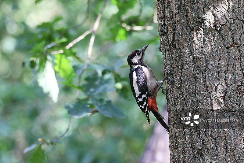 荷兰林堡，啄木鸟栖息在树干上的特写镜头图片素材