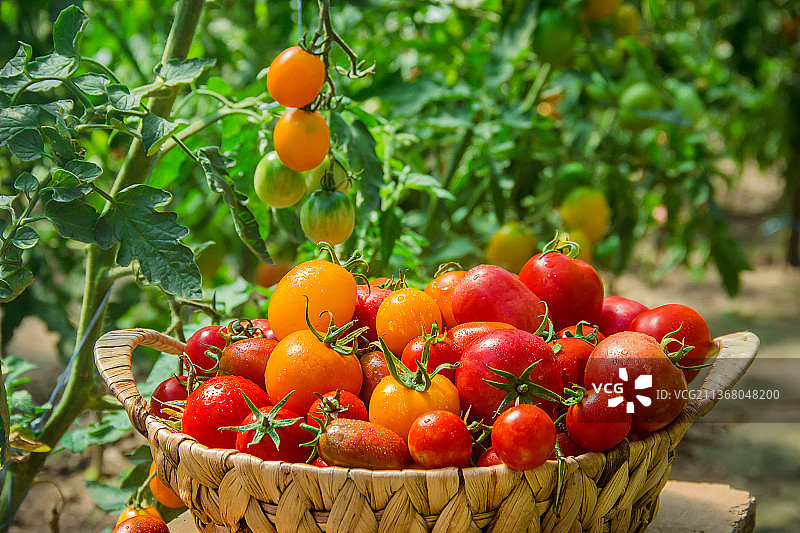 篮子里的自制番茄选择性聚焦图片素材
