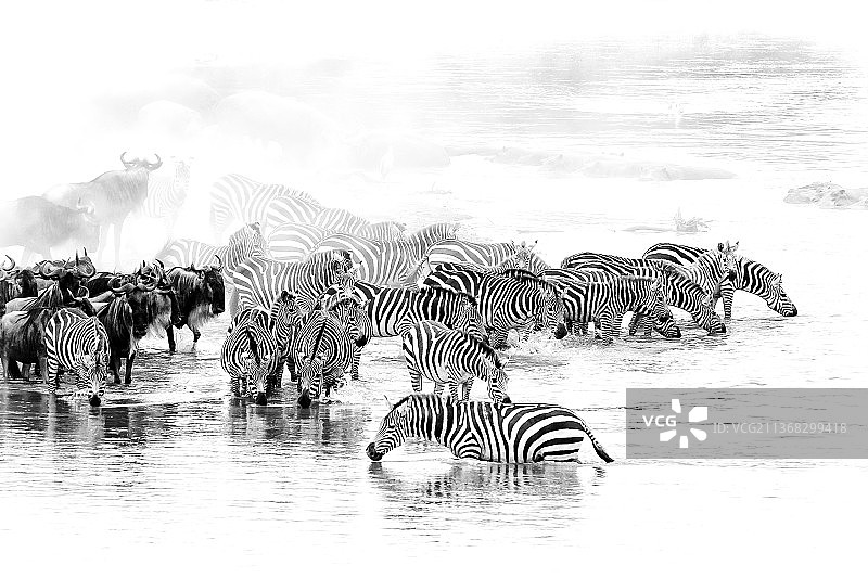 Dusty Waters，马，马赛马拉国家保护区，肯尼亚图片素材