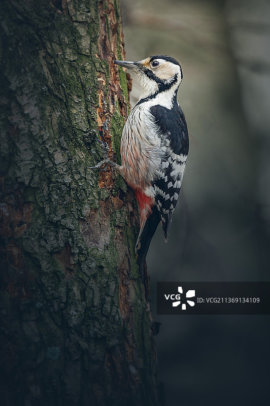 白背啄木鸟，大斑点啄木鸟栖息在树干的特写图片素材