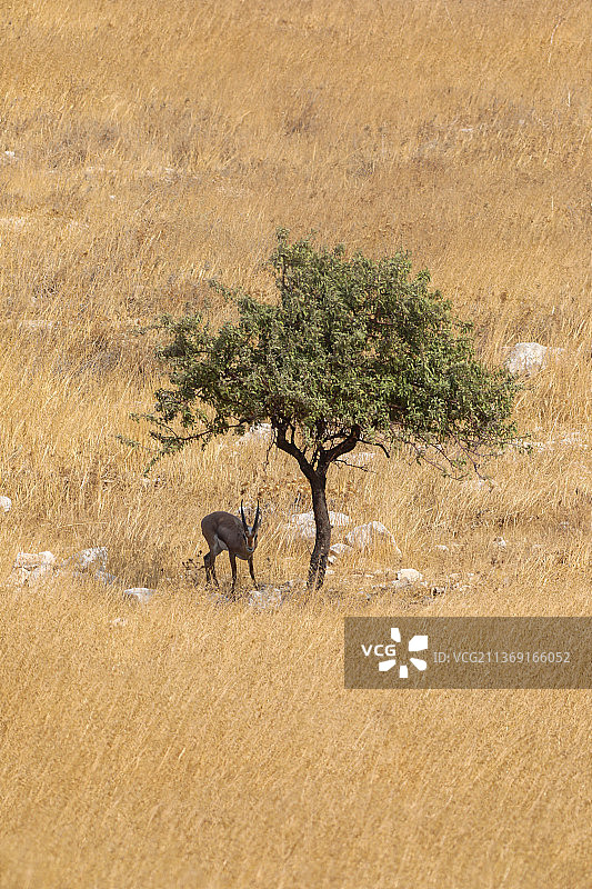 坦桑尼亚塞伦盖蒂的成年雄性瞪羚图片素材