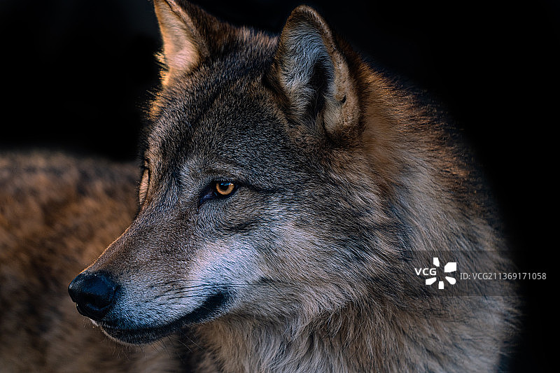狼，近距离的灰狼看向别处图片素材