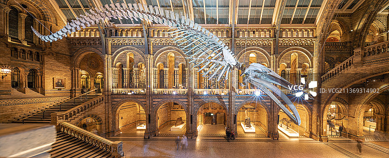 英国自然历史博物馆鲸鱼化石图片素材